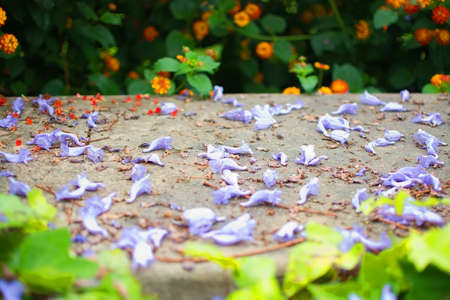 Purple jacaranda blossoms on stone wall in spring .の写真素材