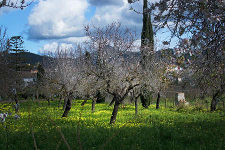Blossoming almond trees in rural landscape with blue sky in Mallorca, Balearic islands, Spain in February.の写真素材
