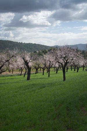 Blossoming almond trees in rural landscape with blue sky in Mallorca, Balearic islands, Spain in February.の写真素材