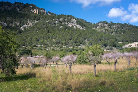 Blossoming almond trees in rural landscape with blue sky in Mallorca, Balearic islands, Spain in February.の写真素材