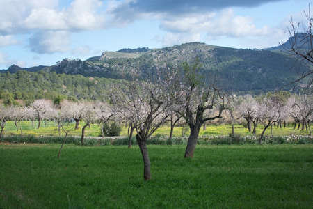 Blossoming almond trees in rural landscape with blue sky in Mallorca, Balearic islands, Spain in February.の写真素材
