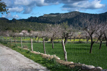 Blossoming almond trees in rural landscape with blue sky in Mallorca, Balearic islands, Spain in February.の写真素材