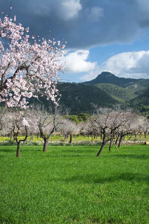 Blossoming almond trees in rural landscape with blue sky in Mallorca, Balearic islands, Spain in February.の写真素材