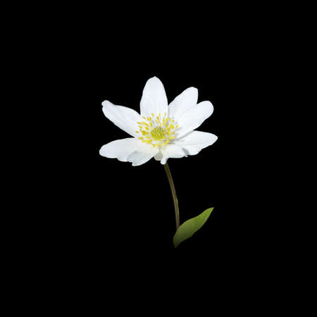 White spring wild flower anemone nemorosa wood anemoneの写真素材
