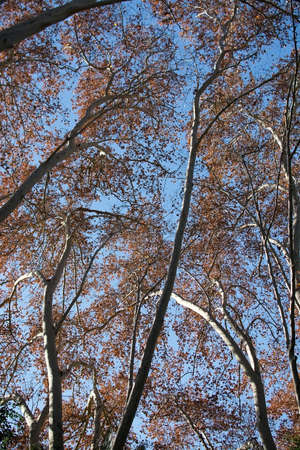 Platanus tree (Platanaceae) sycamore tree in Andalusia, Spain.