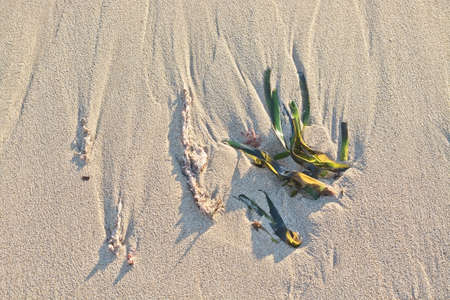 Sandy beach detail foam abstract shapes lines on waters edge on a sunny windy day in Palma de...