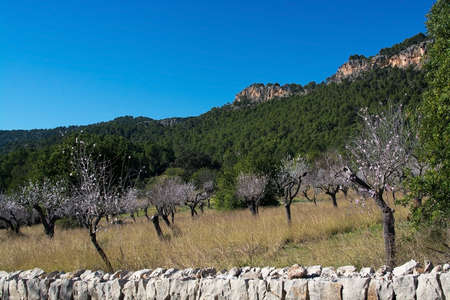 Blossoming almond trees on a farm in January in rural Mallorca, Balearic islands, Spainの写真素材