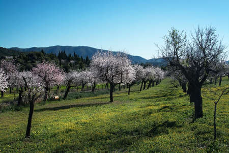 Blossoming almond trees on a farm in January in rural Mallorca, Balearic islands, Spainの写真素材