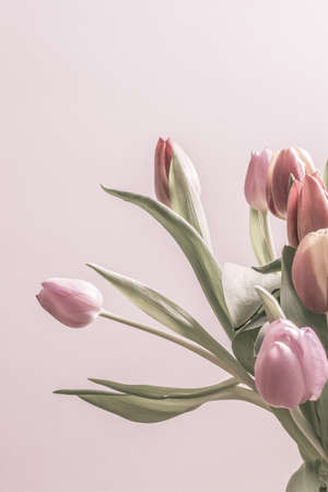 Vintage tulips in soft pink color. Vertical image with copy space.の写真素材