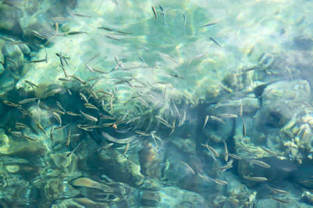Fish eager for a piece of bread in clear azure water. Mediterranean ocean, Mallorca, Balearic islands, Spain.の写真素材