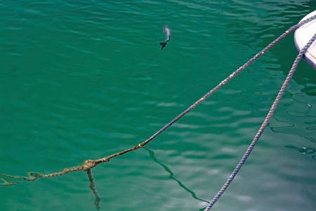 Fish swims away from boat mooring ropes in green transparent Mediterranean water in Mallorca, Spain.の写真素材