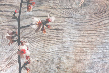 Almond spring flowers on patina wood surface, organic texture background copy space.