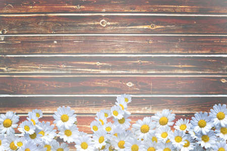 Daisy flowers on scratched wood plank background texture with torn, vintage grungy distressed surface.の写真素材