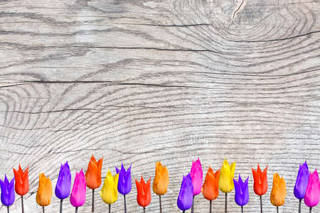 Tulips on wood surface with patina, organic texture background copy space.の写真素材
