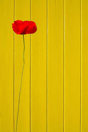 Yellow painted wood background vertical copy space.の写真素材