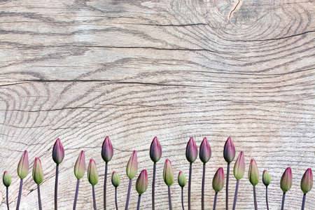 Tulip buds on wood surface with patina, organic texture background copy space.の写真素材