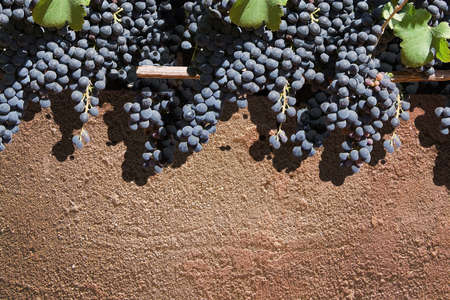 Red grapes on red terracotta background texture closeup.