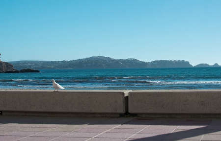 White dove on stone wall and ocean behind winter in Mallorca, Spain