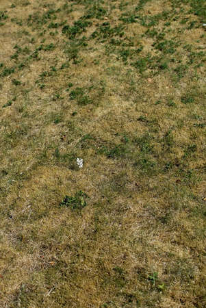 Lawn with yellow grass and white flowers after a long dryspell in a garden, Sweden in July.