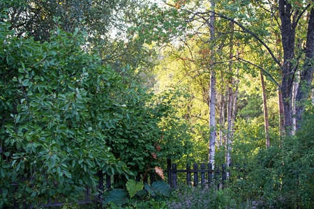 Evening sunlight in the fresh green foliage of birch trees in a garden Sweden in July.