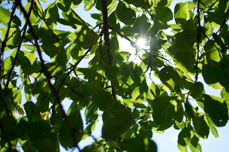 Plum tree green leafy branches closeup in a garden in Sweden in July