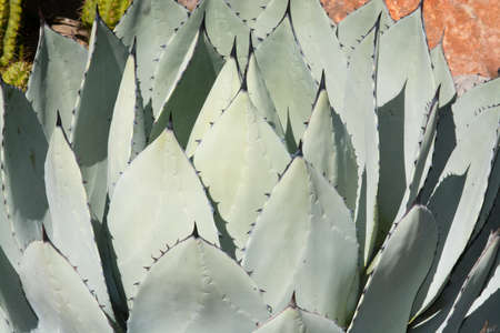 Succulent aloe plant closeup with spikey ends backgroundの写真素材