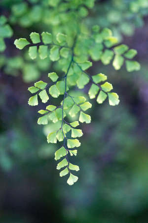 Sunlit Gingko biloba leaves macro background texture and bokeh in green and purple shades