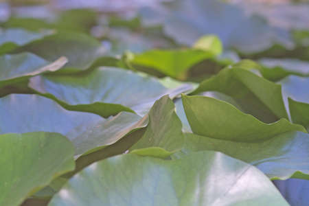 Aquatic plants waterlily leaves closeup in green garden on a sunny afternoon in Mallorca, Spain.の写真素材