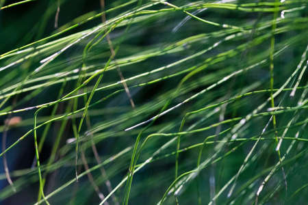Sunlit grass organic closeup plant detail background texture.の写真素材