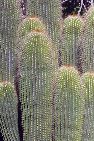 Cactus plants with thorns closeup on a sunny afternoon in Mallorca, Spainの写真素材