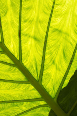 Large green leaf with veins, transparency and interesting shadows abstract organic closeup detail...
