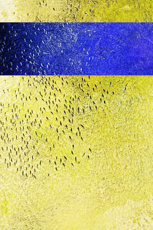 Fish swim in same direction in shallow abstract yellow water concrete canal abstract for following, group pressure, dependencies concepts. Blue complimentary horizontal color lineの写真素材