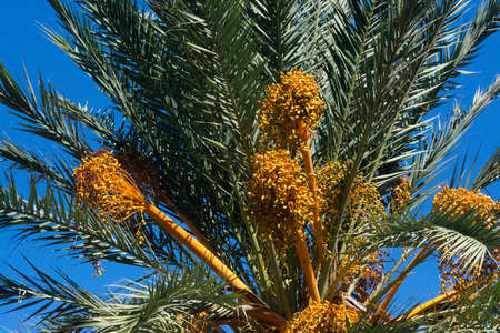 Date palm fruits closeup against blue sky on a sunny afternoon in Mallorca, Spain.