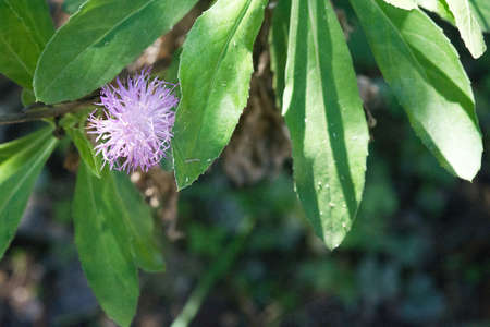 Pretty little purple feathery flower macro closeup in green garden sunshine.