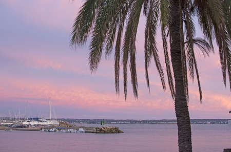 MALLORCA, SPAIN - NOVEMBER 24, 2018: Powdery pink winter sunset skies over palm trees in Can Pastilla marina on November 24, 2018 in Mallorca, Spain.のeditorial素材