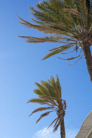 Palm trees closeup bending in the wind against blue sky on a sunny day in November in Mallorca,...