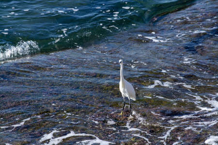 White egret bird on rocky coastal ground by the sea Mallorca, Spain.