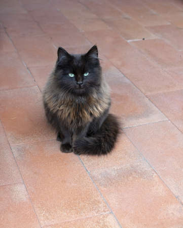 Beautiful dark brown fluffy cat with emerald green eyes on red terracotta floor looks into camera.の写真素材