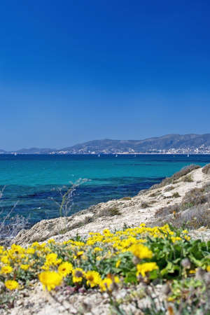 Yellow wildflowers, Sea Daisy or Sea Aster, Mediterranean Beach Daisy, Gold Coin Asteriscus...
