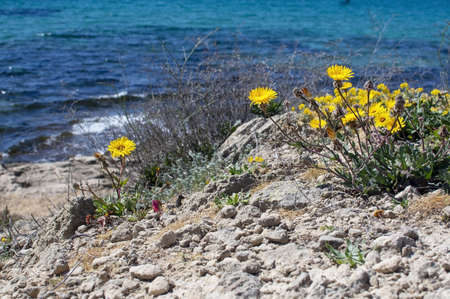 Yellow wildflowers, Sea Daisy or Sea Aster, Mediterranean Beach Daisy, Gold Coin Asteriscus maritimus or Asteriscus aquaticus, blossoming against blue turquoise Palma bay on a sunny day in March, Mallorca, Spain.の写真素材