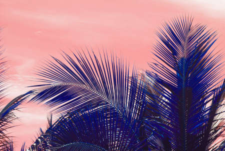 Palm silhouettes warm Living Coral skies tropical concept for travel background