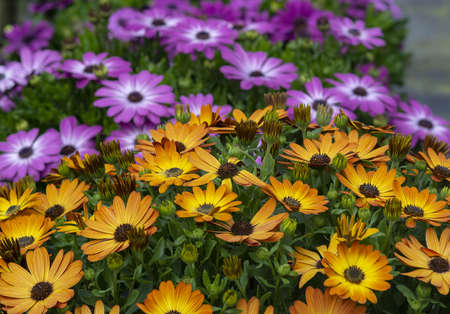 Full frame of yellow and purple daisies summer gardenの写真素材