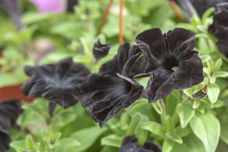 Black petunia flowers. Spring garden series, Mallorca, Spain.の写真素材