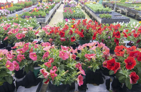 Petunia flowers in pots inside greenhouse. Spring garden series, Mallorca, Spain.