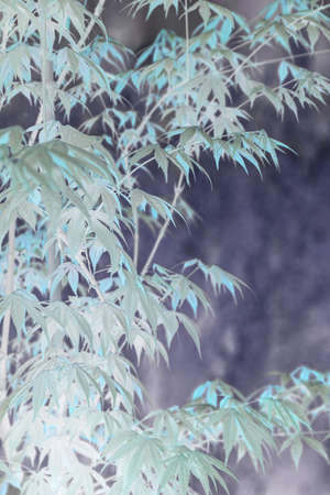 Elegant abstract Japanese zen style bamboo tree background inverted colors turquoise and blueの写真素材