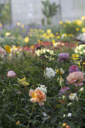 Full frame of beautiful roses in many colours. Spring garden series, Mallorca, Spain.の写真素材