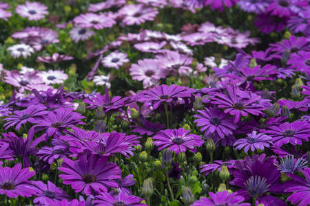 Full frame of purple daisies summer gardenの写真素材