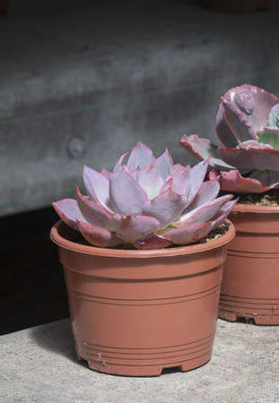 Succulent purple cactus plants in pots against gray background. Spring garden series, Mallorca, Spain.の写真素材