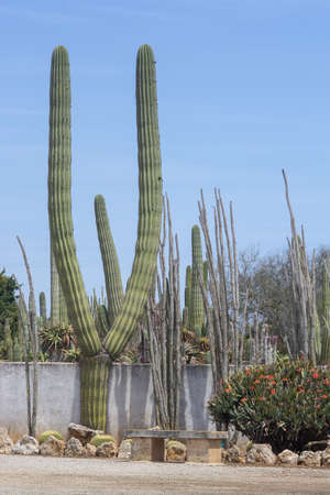 SES SALINES, MALLORCA, SPAIN - APRIL 15, 2019: Cactus and succulent plants in arid landscape park Botanicactus on April 15, 2019 in Ses Salines, Mallorca, Spain.のeditorial素材