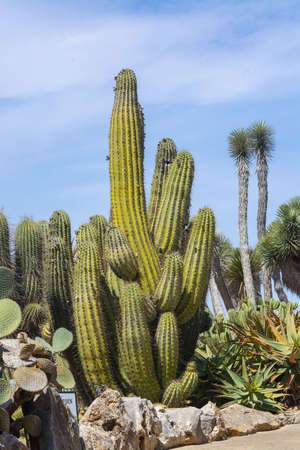 SES SALINES, MALLORCA, SPAIN - APRIL 15, 2019: Cactus and succulent plants in arid landscape park Botanicactus on April 15, 2019 in Ses Salines, Mallorca, Spain.のeditorial素材